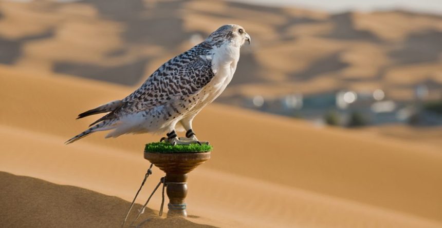 Adihex shows the importance of conservation in UAE hunting traditions
