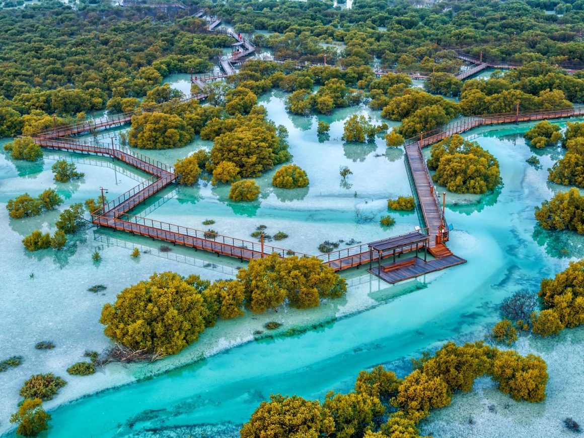 UAE committed to protecting mangroves, enhancing their natural habitats