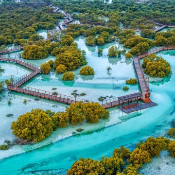 UAE committed to protecting mangroves, enhancing their natural habitats