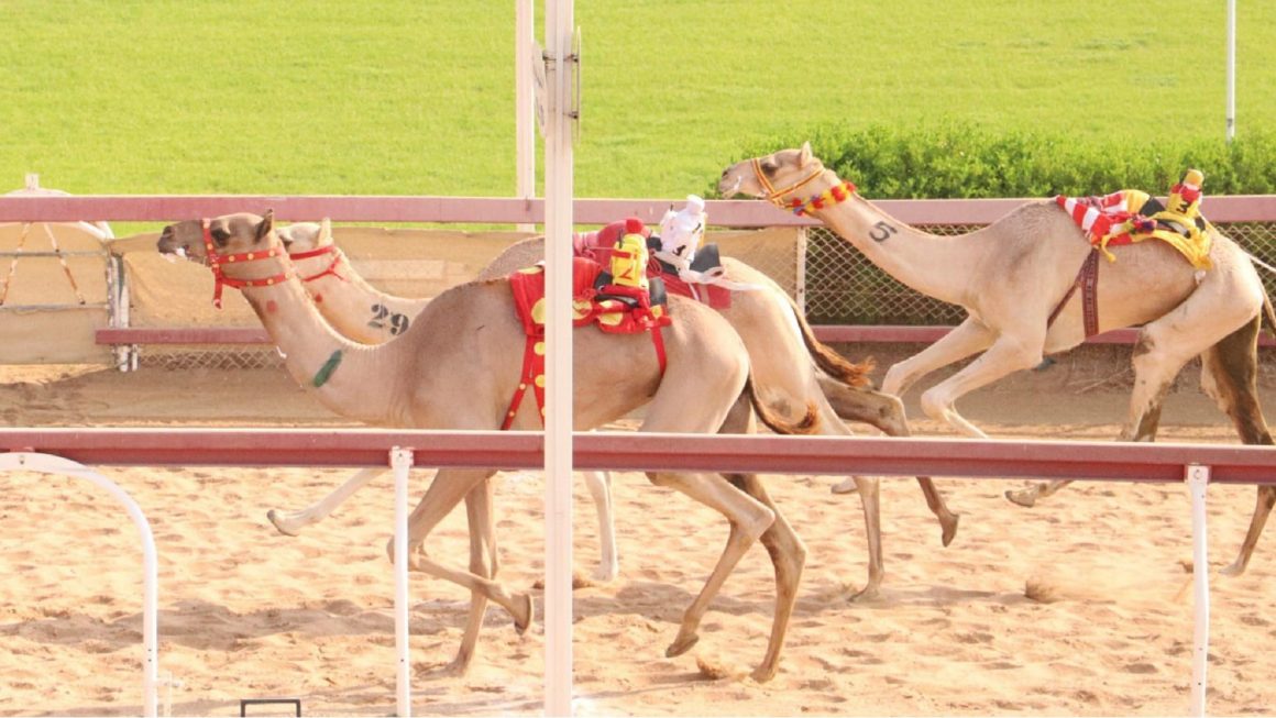 President’s Diwan Badge Race gains momentum at AlDhaid Racecourse