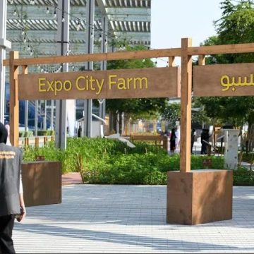 Dubai’s Expo City Farm shows how to grow fresh and sustainable food in the desert