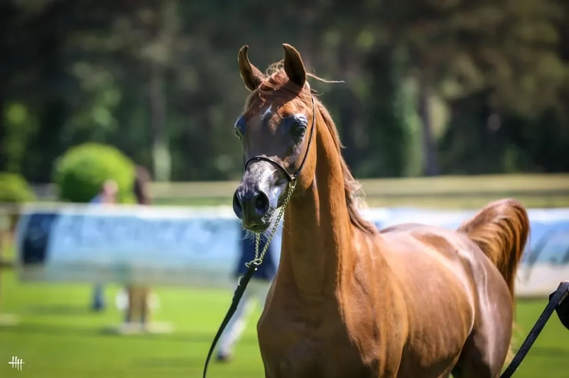 Fourth round of Emirates Arabian Horse Global Cup 2024 to begin 1st June in France