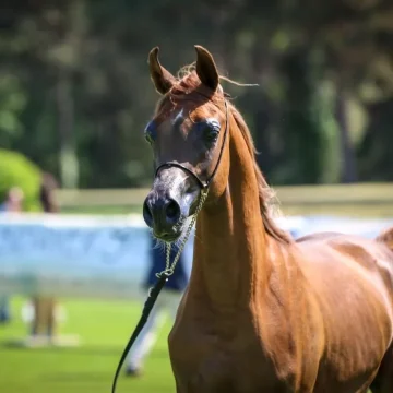 Fourth round of Emirates Arabian Horse Global Cup 2024 to begin 1st June in France
